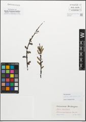 Foto von Salix myrsinifolia Salisb.